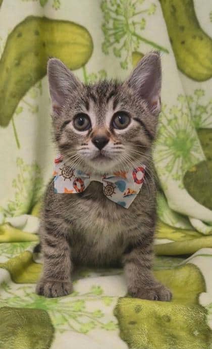 Ellen - Domestic Shorthair/Mix cat available for adoption at Cambridge & District Humane Society in Cambridge