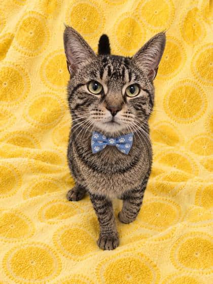 Jenkins - Domestic Shorthair/Mix cat available for adoption at Cambridge & District Humane Society in Cambridge