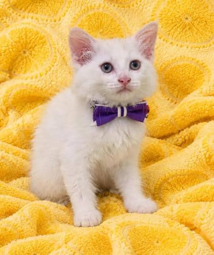 Muffin - Domestic Medium Hair/Mix cat available for adoption at Cambridge & District Humane Society in Cambridge