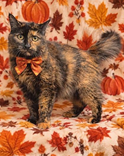 Myrtle - Domestic Medium Hair/Mix cat available for adoption at Cambridge & District Humane Society in Cambridge