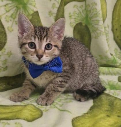 Regis - Domestic Shorthair/Mix cat available for adoption at Cambridge & District Humane Society in Cambridge