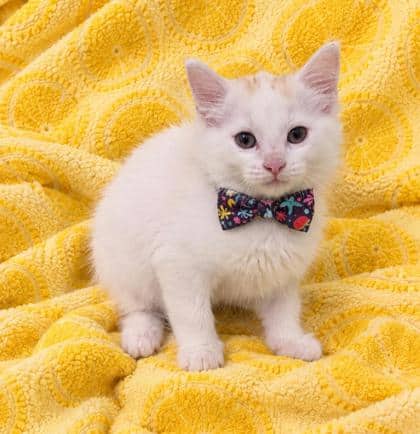 Sweet Pea - Domestic Medium Hair/Mix cat available for adoption at Cambridge & District Humane Society in Cambridge