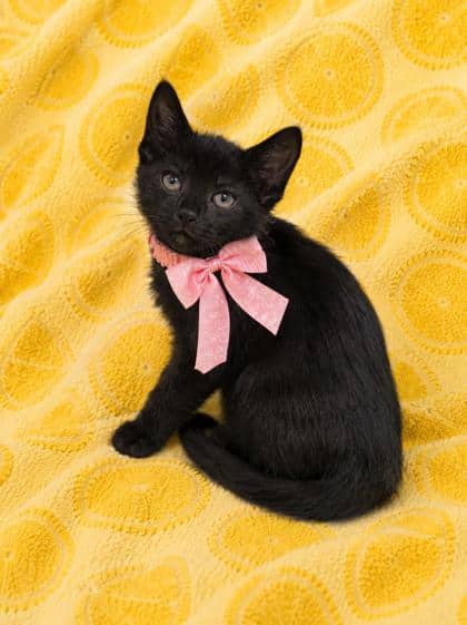 Mindy - Domestic Shorthair/Mix cat available for adoption at Cambridge & District Humane Society in Cambridge