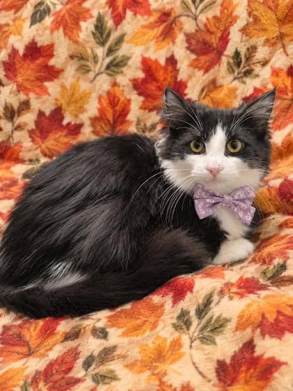 Terk - Domestic Medium Hair/Mix cat available for adoption at Cambridge & District Humane Society in Cambridge