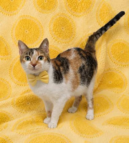Stitch - Domestic Shorthair/Mix cat available for adoption at Cambridge & District Humane Society in Cambridge
