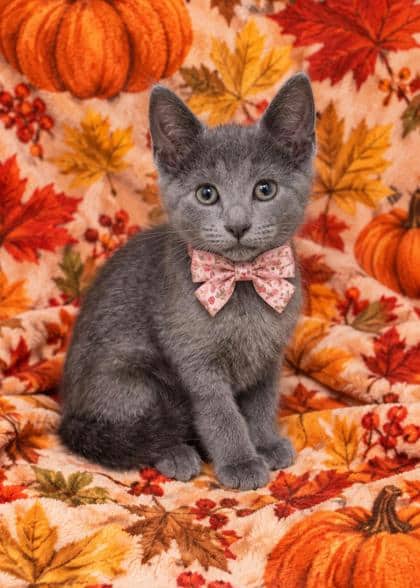 Rynn - Domestic Shorthair/Mix cat available for adoption at Cambridge & District Humane Society in Cambridge