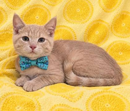 Two Bit - Domestic Shorthair/Mix cat available for adoption at Cambridge & District Humane Society in Cambridge