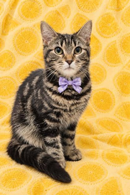 Pawlie - Domestic Shorthair/Mix cat available for adoption at Cambridge & District Humane Society in Cambridge