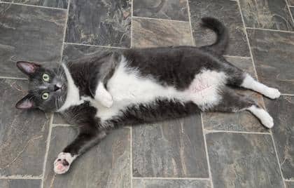 Smokey - Domestic Shorthair/Mix available for adoption