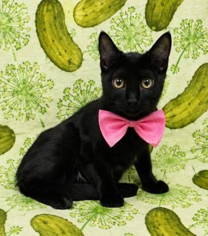 Panther - Domestic Shorthair/Mix cat available for adoption at Cambridge & District Humane Society in Cambridge