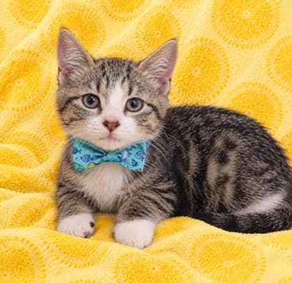 Ponyboy - Domestic Shorthair/Mix available for adoption