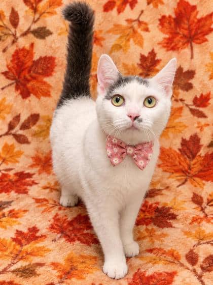 Arya - Domestic Shorthair/Mix available for adoption