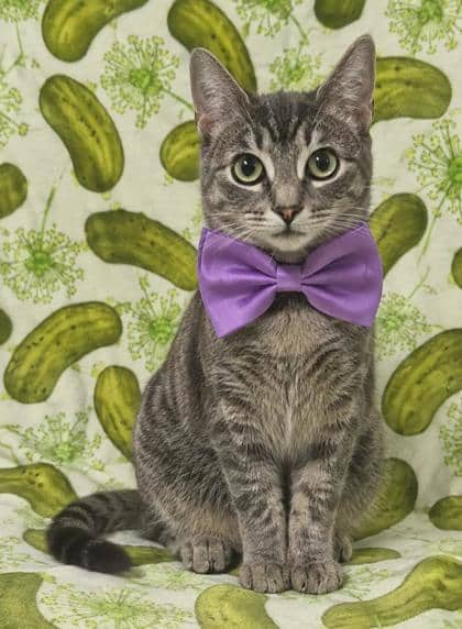 Stella - Domestic Shorthair/Mix cat available for adoption at Cambridge & District Humane Society in Cambridge