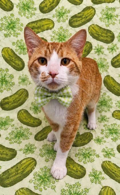 Hubert - Domestic Shorthair/Mix cat available for adoption at Cambridge & District Humane Society in Cambridge