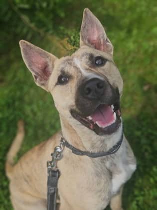 Bullet - Bulldog/Mix available for adoption in Ontario