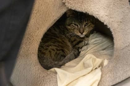 Tuna - Domestic Shorthair/Mix cat available for adoption at Niagara SPCA and Humane Society in Welland