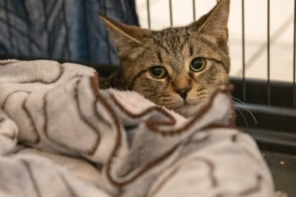 Nate - Domestic Shorthair/Mix available for adoption