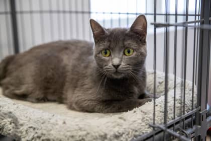 Tessa - Domestic Shorthair/Mix cat available for adoption at Niagara SPCA and Humane Society in Welland