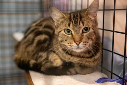 Rosemary - Domestic Shorthair/Mix cat available for adoption at Niagara SPCA and Humane Society in Welland