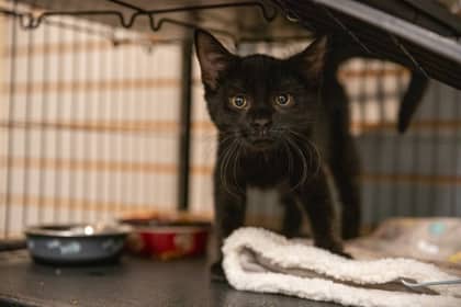 Jalapeno - Domestic Shorthair/Mix available for adoption