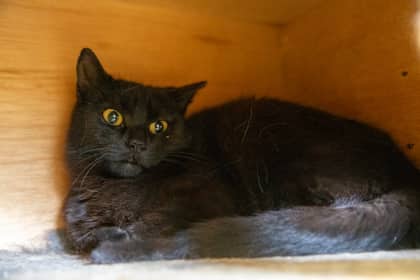 Paula - Domestic Shorthair/Mix cat available for adoption at Niagara SPCA and Humane Society in Welland