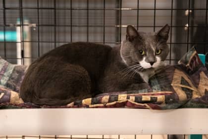 Tank - Domestic Shorthair/Mix cat available for adoption at Niagara SPCA and Humane Society in Welland