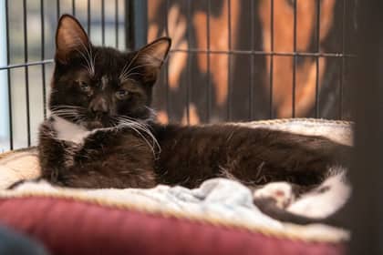 Rupert - Domestic Shorthair/Mix cat available for adoption at Niagara SPCA and Humane Society in Welland