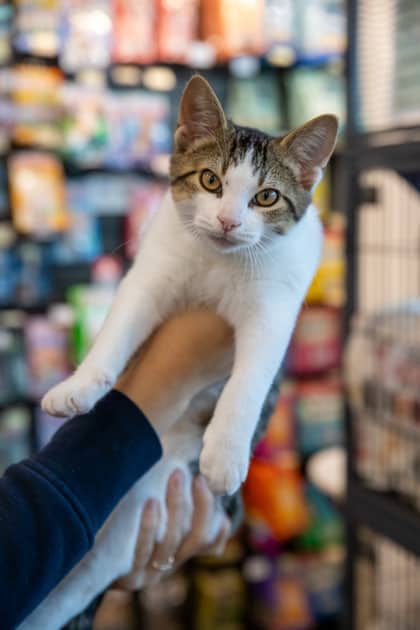 Bones - Domestic Shorthair/Mix available for adoption