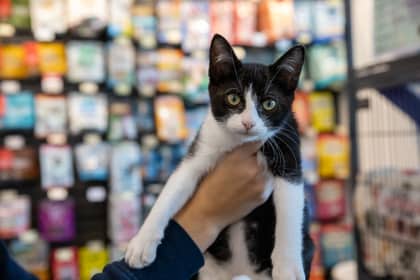 Nutmeg - Domestic Shorthair/Mix cat available for adoption at Niagara SPCA and Humane Society in St. Catharines