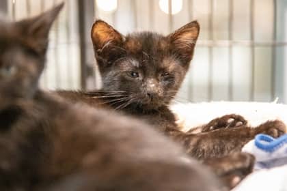Pepper - Domestic Shorthair/Mix cat available for adoption in Ontario