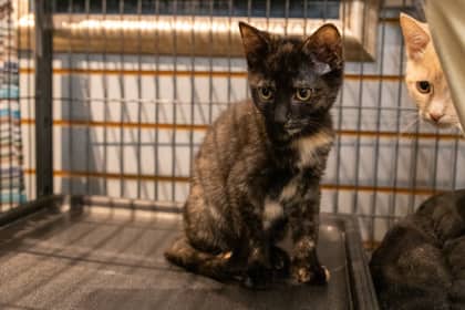 Bonnie - Domestic Shorthair cat available for adoption at Niagara SPCA and Humane Society in Welland