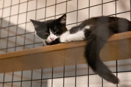 Maxi - Domestic Shorthair/Mix cat available for adoption at Niagara SPCA and Humane Society in Welland