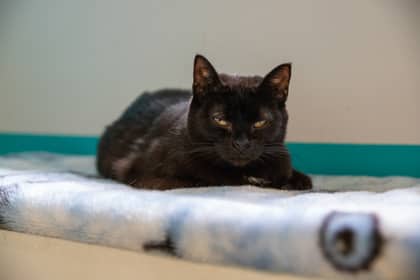 Sable - Domestic Shorthair/Mix available for adoption