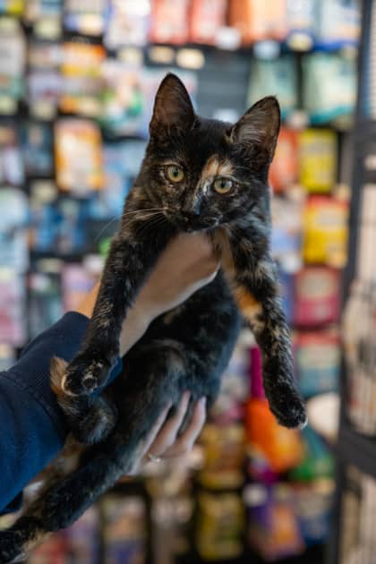 Autumn - Domestic Shorthair/Mix available for adoption