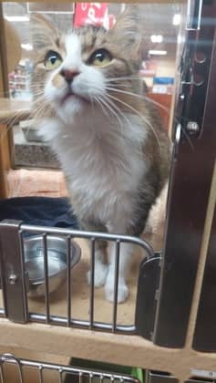 Britney - Domestic Shorthair/Mix available for adoption