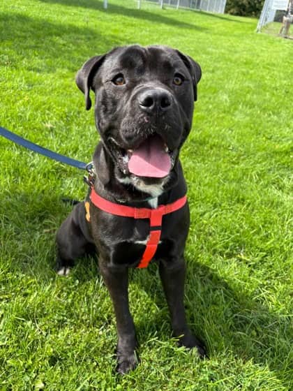 Rip - Bulldog, American/Mix available for adoption in Ontario