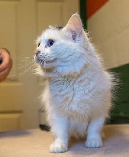 Diva - Domestic Medium Hair/Mix cat available for adoption at Niagara SPCA and Humane Society in St. Catharines