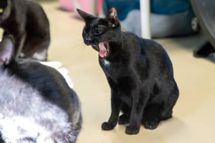 Raiden - Domestic Shorthair/Mix available for adoption