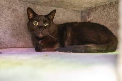 Ember - Domestic Shorthair/Mix available for adoption