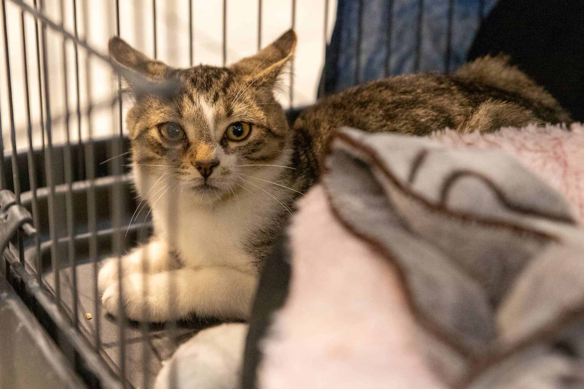 Tarence - Domestic Shorthair/Mix available for adoption