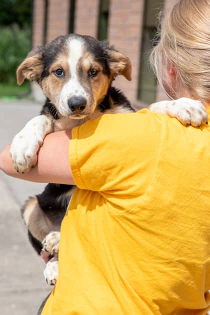 Bounty - Siberian Husky/Mix available for adoption in Ontario