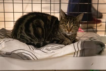 Lorelai - Domestic Shorthair/Mix available for adoption