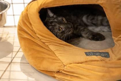 Burt - Domestic Shorthair/Mix available for adoption