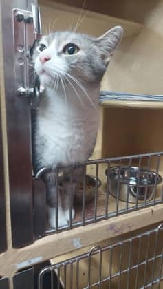 Chanel - Domestic Shorthair/Mix available for adoption