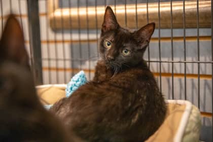 Cayenne - Domestic Shorthair/Mix available for adoption