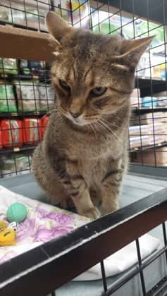 Big Man - Domestic Shorthair/Mix available for adoption