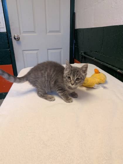 Teagan - Domestic Shorthair/Mix cat available for adoption in Ontario
