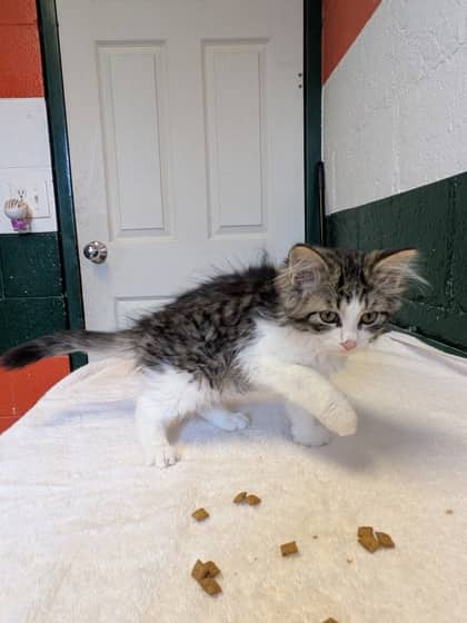 Ziggy - Domestic Medium Hair/Mix cat available for adoption at Niagara SPCA and Humane Society in St. Catharines