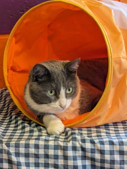 Sterling - Domestic Shorthair/Mix available for adoption