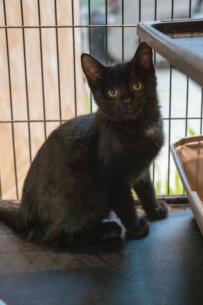 Rodney - Domestic Shorthair/Mix cat available for adoption at Niagara SPCA and Humane Society in Welland